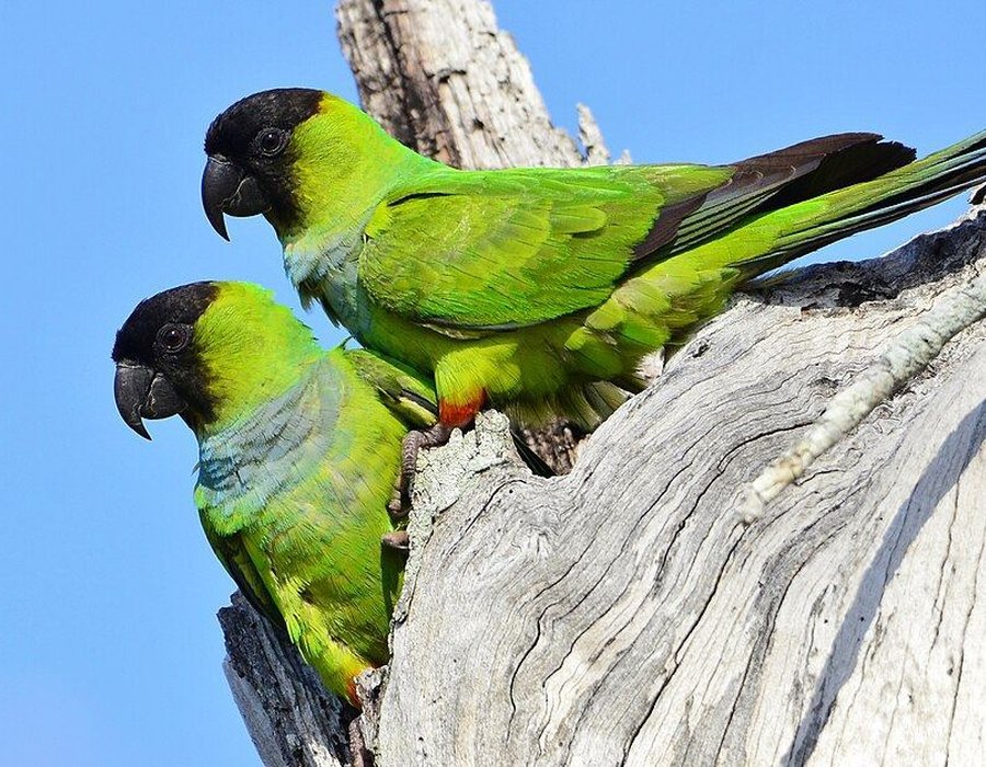 Nanday Conure - Nanday Conure