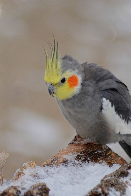 Grey Cockatiel