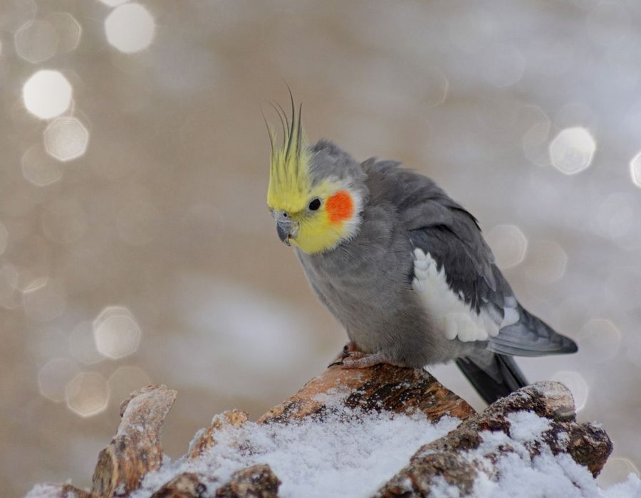 Grey Cockatiel - Cockatiel | Grey