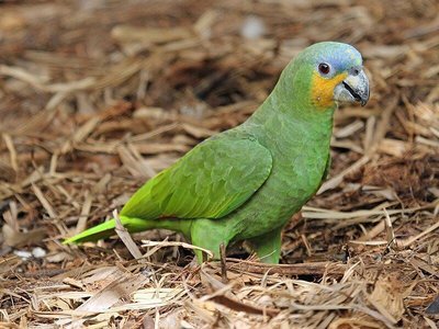 Orange Wing Amazon Parrots