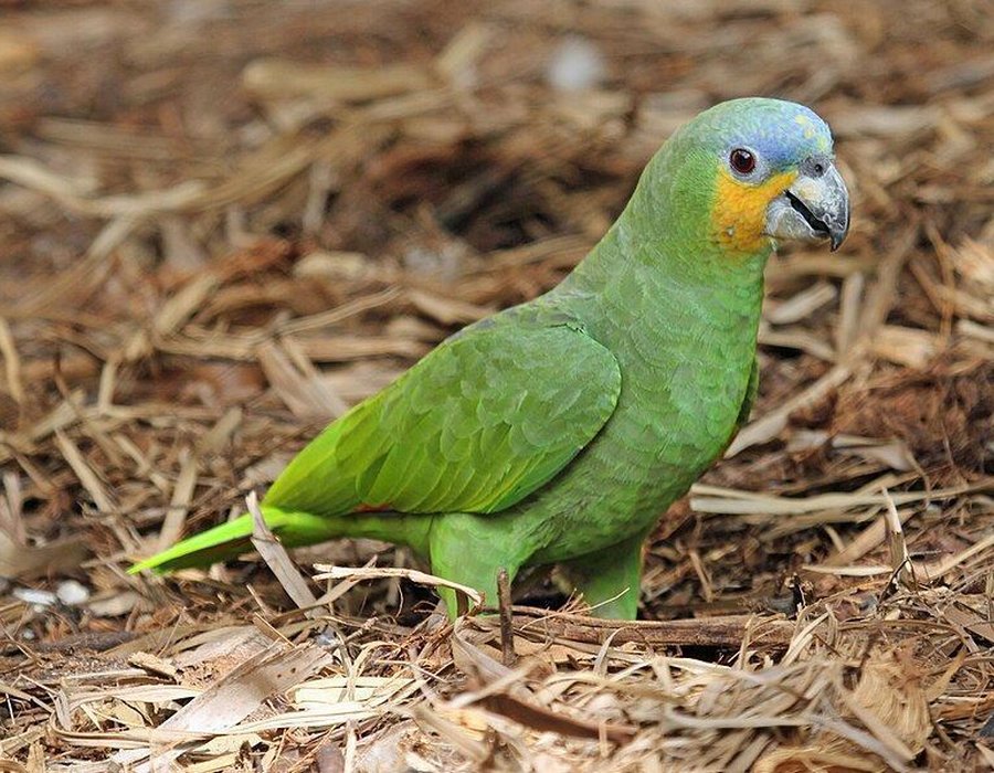 Orange Wing Amazon Parrots - Orange Wing Amazon Parrots