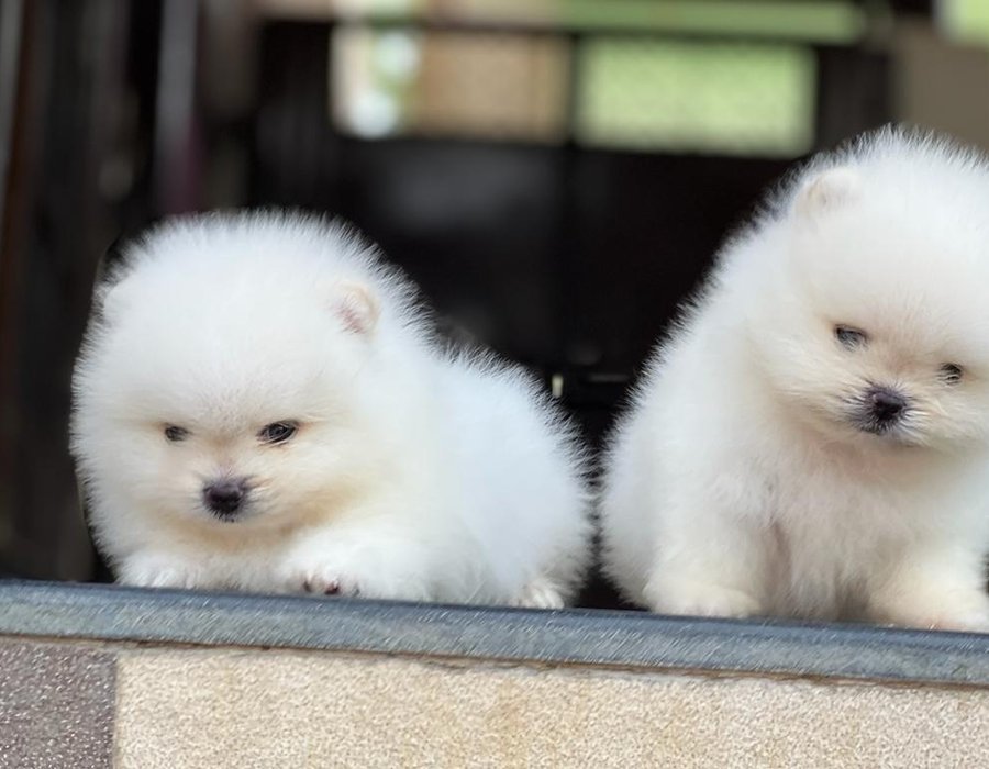 Orignal Toy Pom Puppy - Orignal Toy Pom Puppy