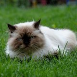 Himalayan Kitten looking for a family, at Chandigarh Pets in Chandigarh - Himalayan Kitten