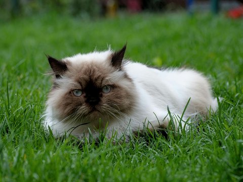 Himalayan Kitten - Himalayan Kitten
