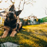 One more picture of the German Shepherd (Black & Tan) at Chandigarh Pets, Chandigarh - German Shepherd Puppy