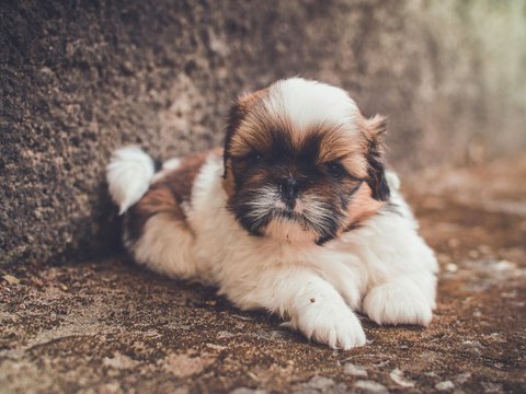 Shih Tzu | Tricolor - Shih Tzu | Tri Color Puppy