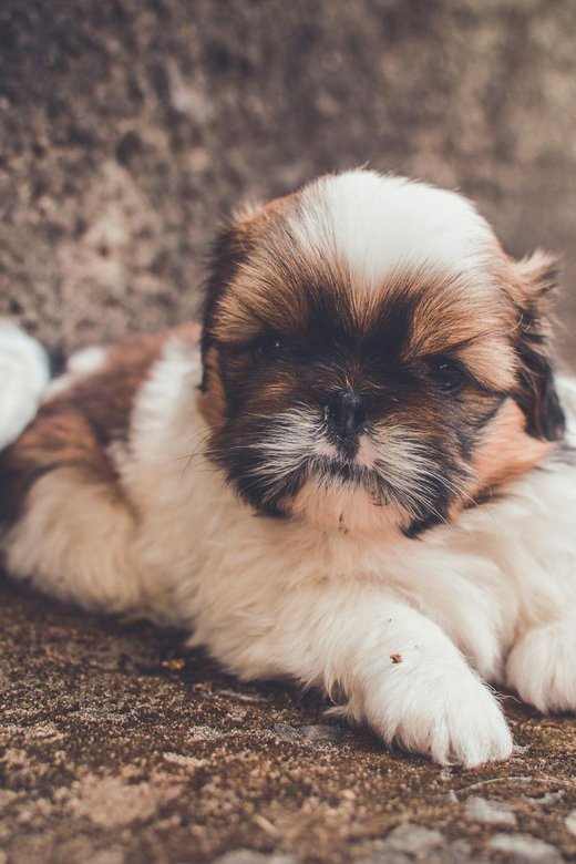 Shih Tzu | Tricolor