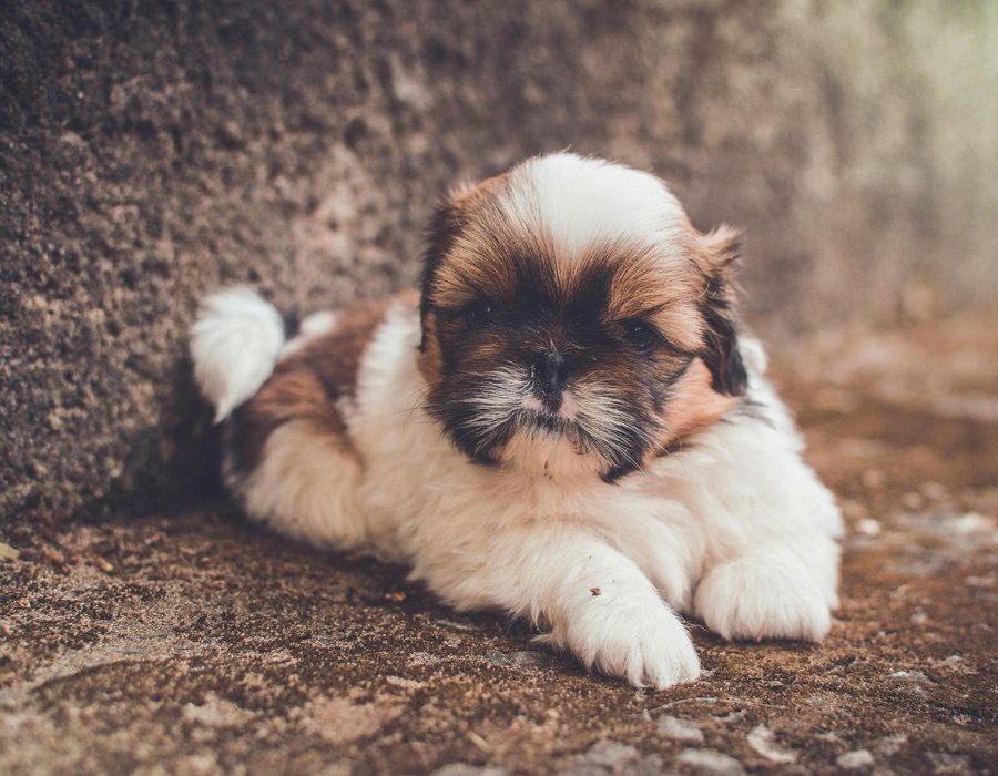 Shih Tzu | Tricolor - Shih Tzu | Tri Color Puppy