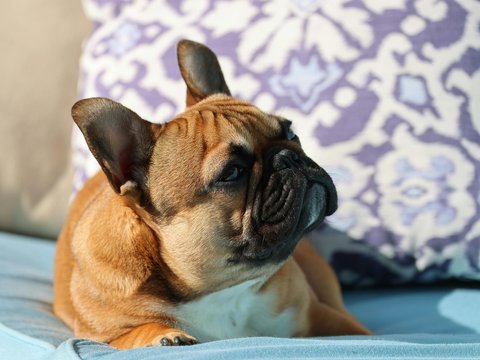 French Bulldog Puppy | Fawn - French Bulldog Puppy