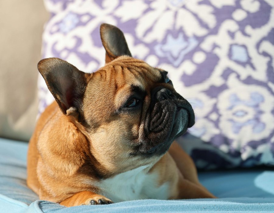 French Bulldog Puppy | Fawn - French Bulldog Puppy