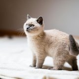 A further look at the Himalayan Kitten from Chandigarh Pets in Chandigarh - Himalayan Kitten
