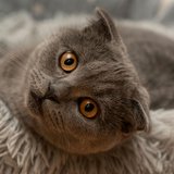 A further look at the Scottish Fold Kitten (Standard Grey) from Chandigarh Pets in Chandigarh - Scottish Fold Kitten | Standard Grey