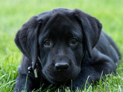 Labrador Retriever | Black - Labrador Retriever Puppy | Black Color