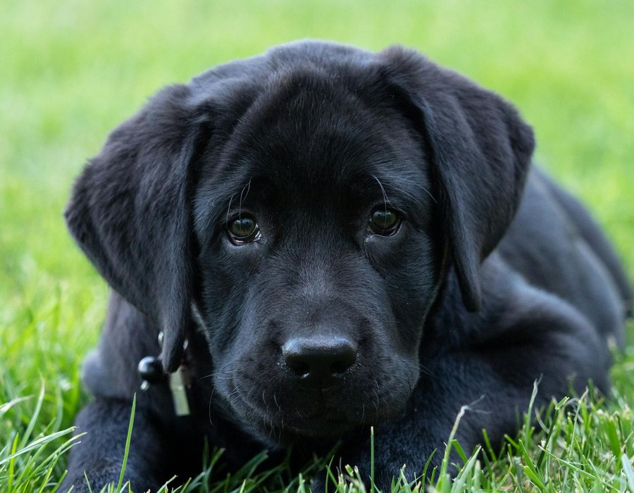 Labrador Retriever | Black - Labrador Retriever Puppy | Black Color