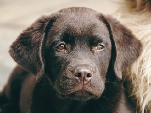 Labrador Retriever | Chocolate - Labrador Retriever Puppy