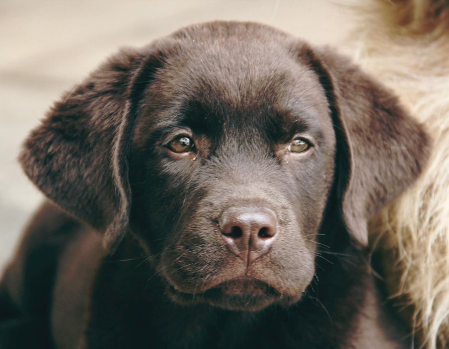 Labrador Retriever | Chocolate - Labrador Retriever Puppy