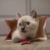 Another photo of the Himalayan Kitten available at Chandigarh Pets in Chandigarh - Himalayan Kitten