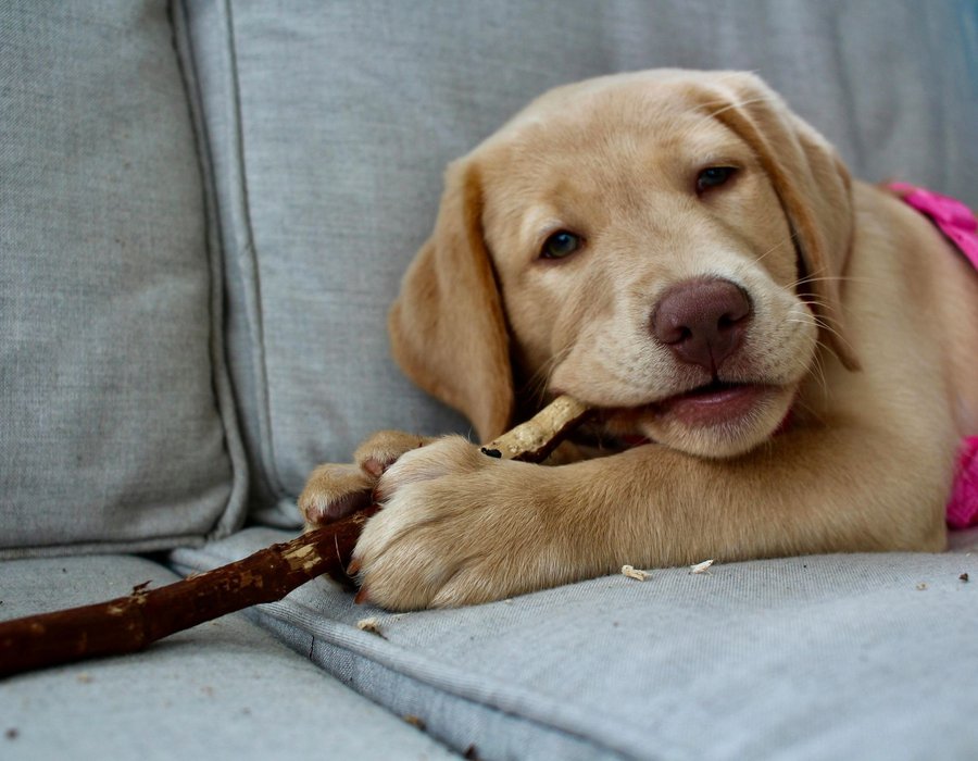 Labrador Retriever | Fawn - Labrador Retriever Puppy | Fawn Color