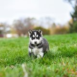 Siberian Husky Puppy (Black & White Color) offered by Chandigarh Pets, Chandigarh - Siberian Husky Puppy | Black & White Color
