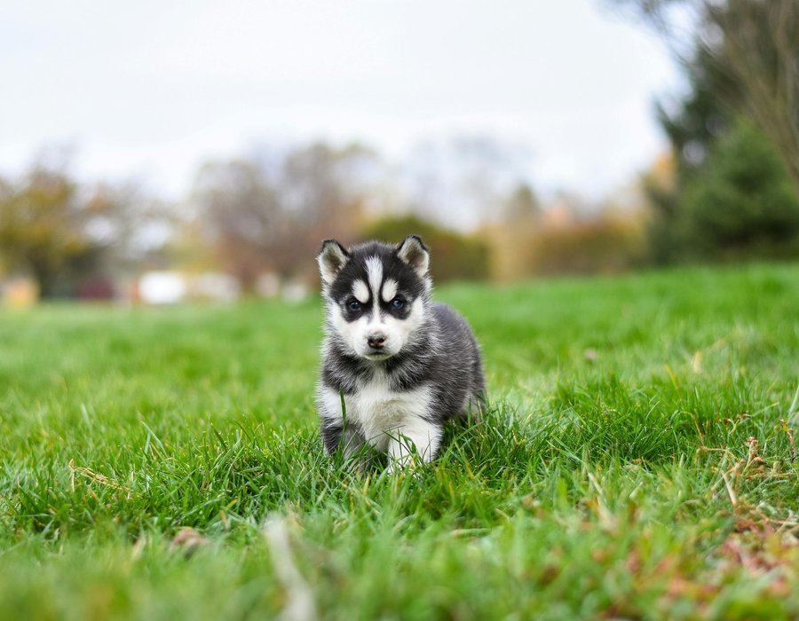 Siberian Husky Puppy | Black & White Color - Siberian Husky Puppy | Black & White Color