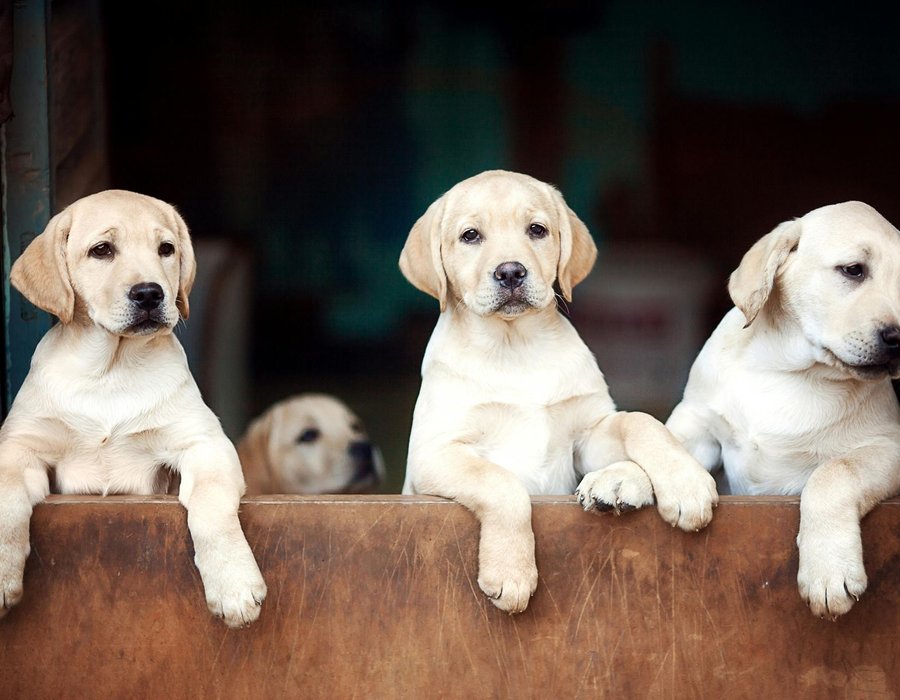 Labrador Retriever | White - Labrador Retriever Puppy | White Color