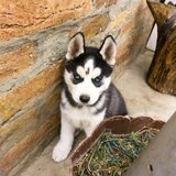A further look at the Siberian Husky Puppy (Black & White Color) from Chandigarh Pets in Chandigarh - Siberian Husky Puppy | Black & White Color