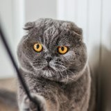 Scottish Fold Kitten (Standard Grey) ready for a new home, from Chandigarh Pets in Chandigarh - Scottish Fold Kitten | Standard Grey