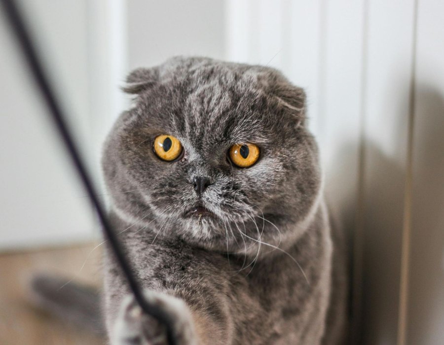 Scottish Fold Kitten | Standard Grey - Scottish Fold Kitten | Standard Grey