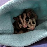 Sugar Glider (Grey) looking for a family, at Chandigarh Pets in Chandigarh - Sugar Glider | Grey