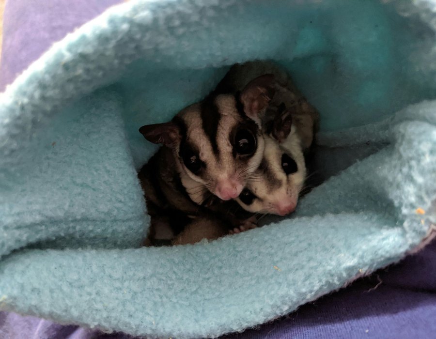 Sugar Glider | Grey - Sugar Glider | Grey