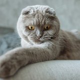 One more picture of the Scottish Fold Kitten (Standard Grey) at Chandigarh Pets, Chandigarh - Scottish Fold Kitten | Standard Grey
