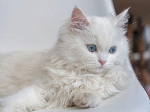 Persian Kitten (Doll Face) - Persian Kitten