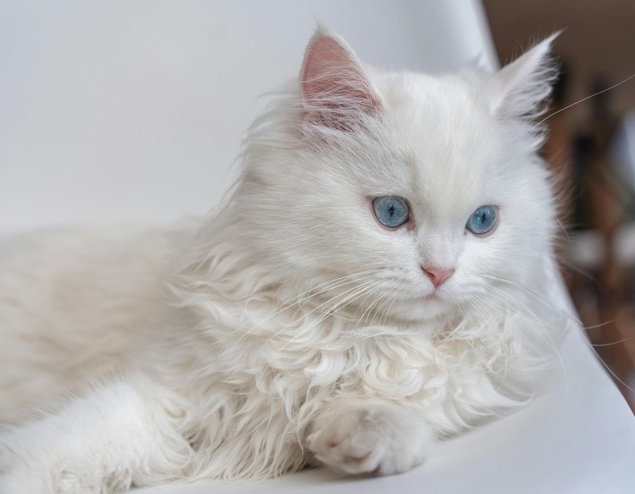 Persian Kitten (Doll Face) - Persian Kitten