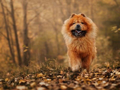 Chow Chow Puppy - Chow Chow Puppy | Fawn Color
