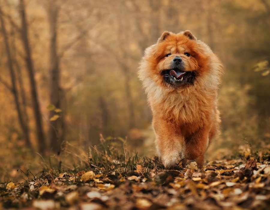 Chow Chow Puppy - Chow Chow Puppy | Fawn Color