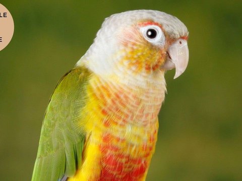 Pineapple Headed Conure - Pineapple Headed Conure