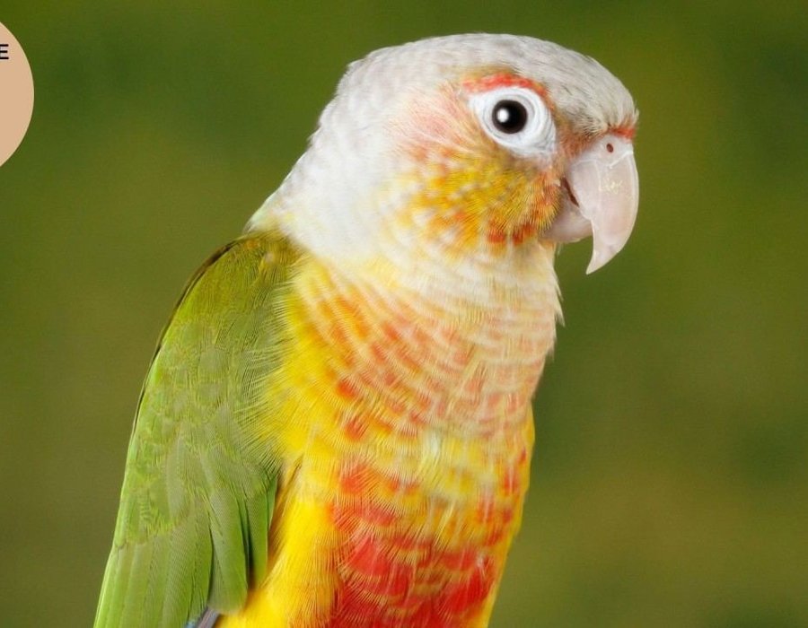 Pineapple Headed Conure - Pineapple Headed Conure