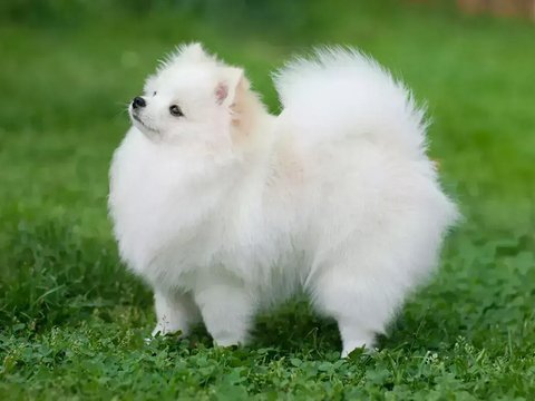 Pomeranian Puppy - Pomeranian Puppy