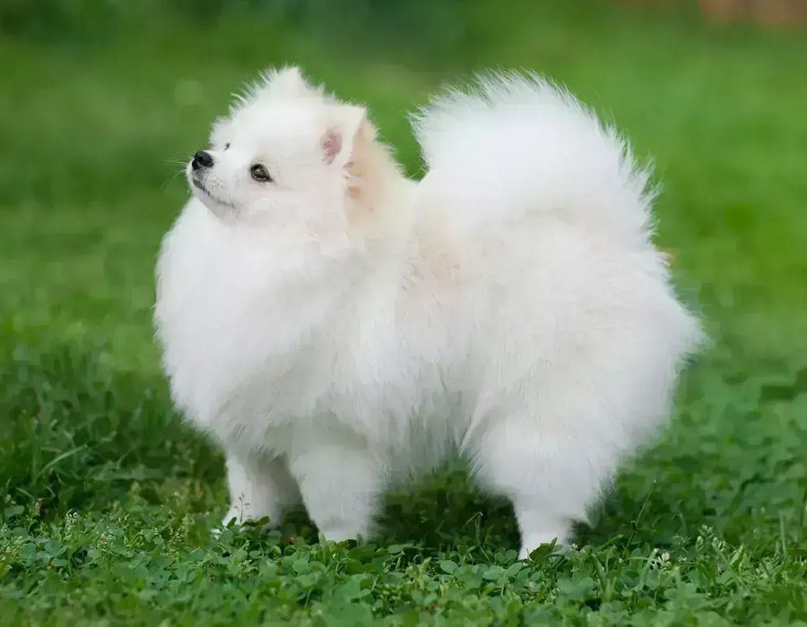 Pomeranian Puppy - Pomeranian Puppy