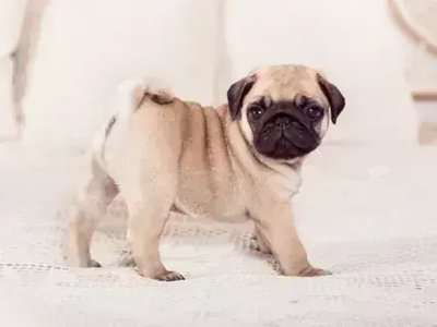 Pug Puppy | Apricot Color