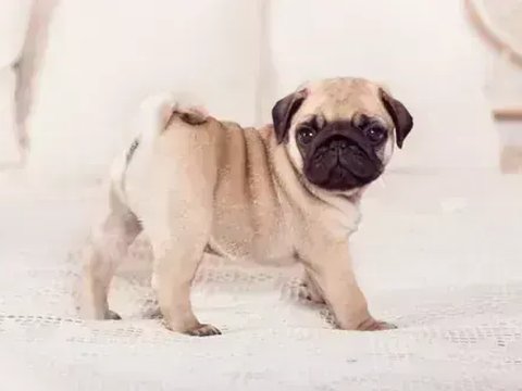 Pug Puppy | Apricot Color - Pug Puppy