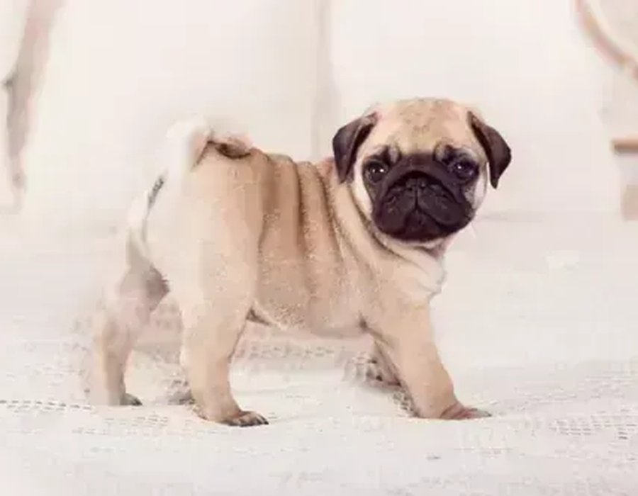 Pug Puppy | Apricot Color - Pug Puppy