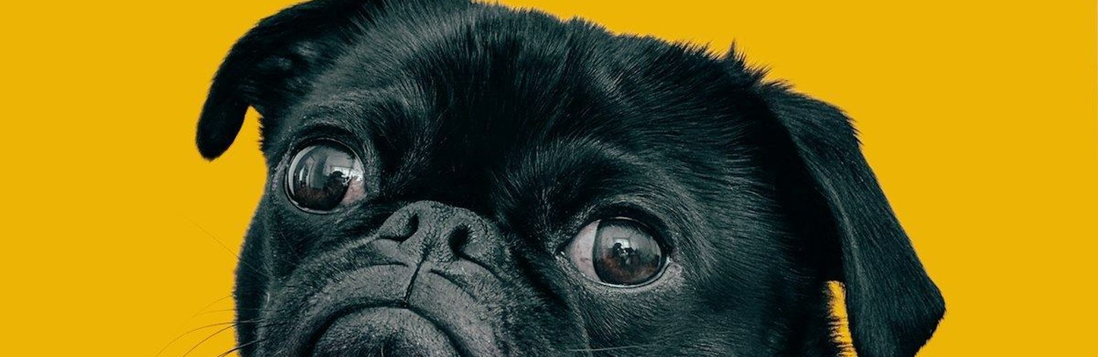 Dogs & Puppies