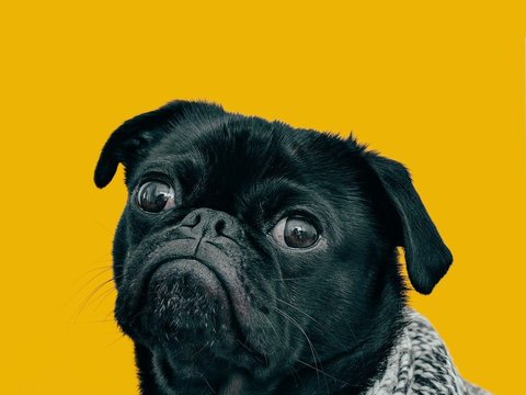 Pug Puppy | Black Color - Pug Puppy | Black