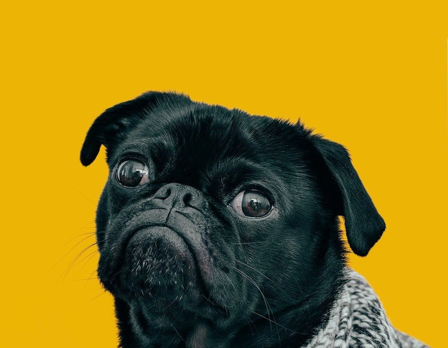 Pug Puppy | Black Color - Pug Puppy | Black