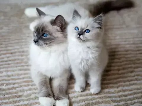 Ragdoll Kitten - Ragdoll Kitten