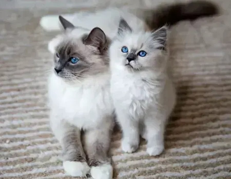 Ragdoll Kitten - Ragdoll Kitten