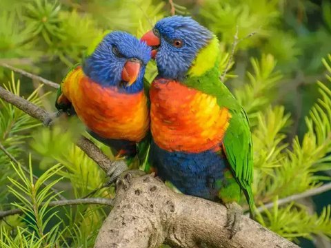 Rainbow Lorikeet - Rainbow Lorikeet