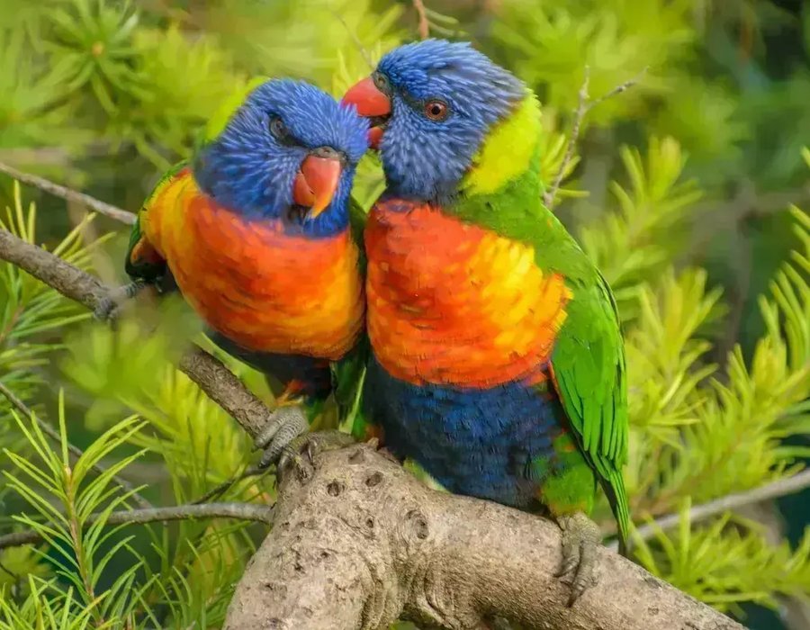 Rainbow Lorikeet - Rainbow Lorikeet