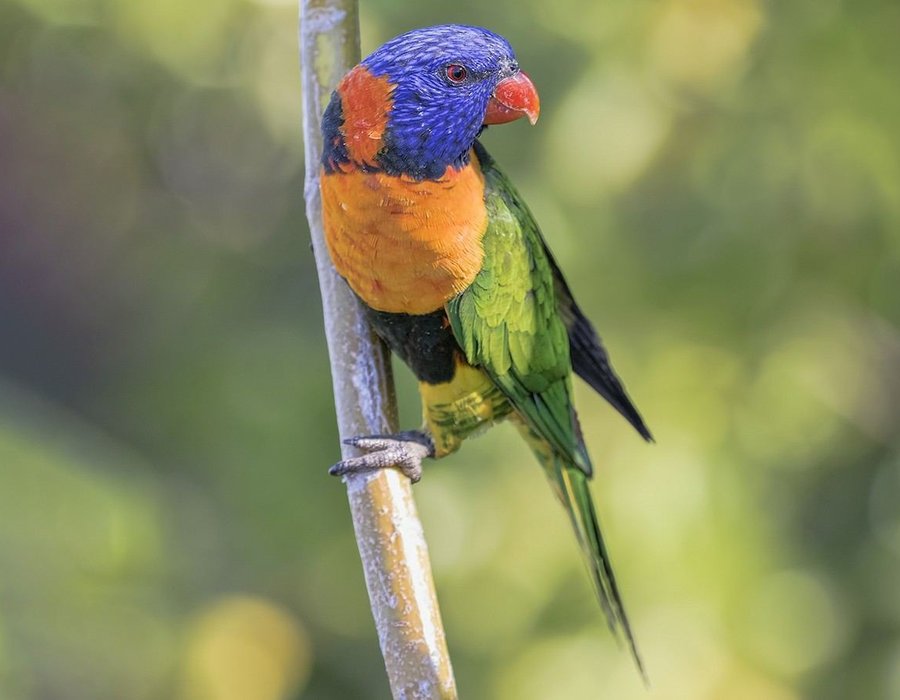 Red Collared Lorikeet - Red Collared Lorikeet